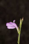 Thickleaf waterwillow